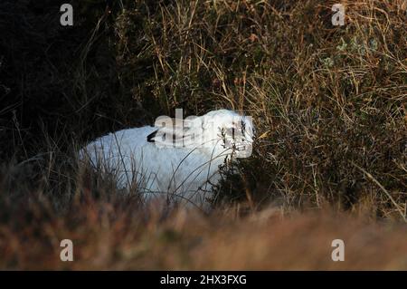 Berghare, Lepus timidus, in weißem Wintermantel, Shetland, Schottland, Großbritannien Stockfoto