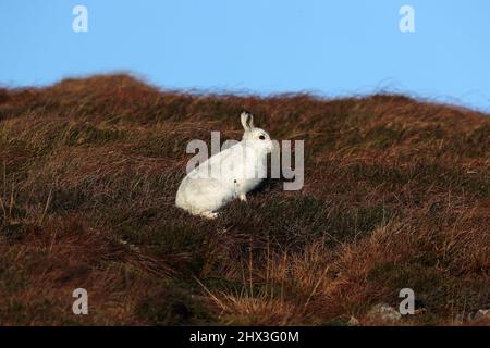Berghare, Lepus timidus, in weißem Wintermantel, Shetland, Schottland, Großbritannien Stockfoto