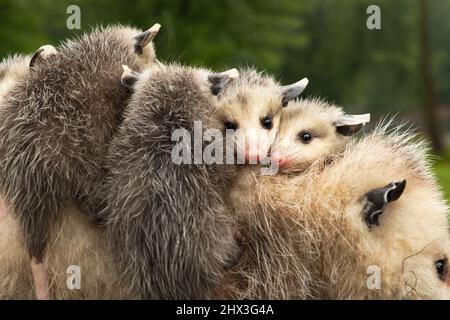 Virginia opossum Joeys (Didelphis virginiana) Huddle Together on Adults Back Sommer - Captive Animals Stockfoto