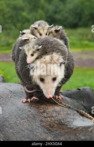 Virginia opossum Adult (Didelphis virginiana) hat sich mit Joeys auf Log Summer aufgetürmt - Gefangene Tiere Stockfoto