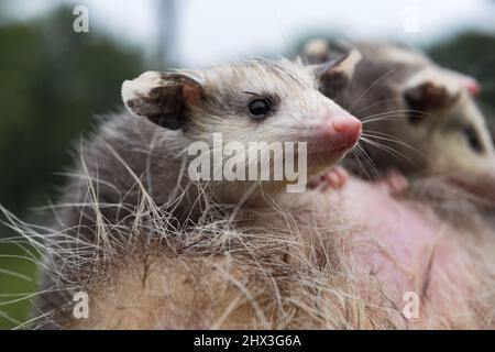 Virginia opossum Joey (Didelphis virginiana) klammert sich an Pelz-Geschwister hinter Sommer - Gefangene Tiere Stockfoto