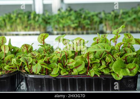 Saftige junge Triebe von Mikrogrün Nahaufnahme. Samen in einem Gewächshaus anbauen. Micro-Greenery Farm. Herstellung von umweltfreundlichem Vitamin Nuss Stockfoto