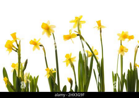 Leuchtend gelbe Narzissen Blüten isoliert auf weißem Hintergrund, selektiver Fokus Stockfoto