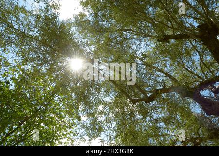 Sonne scheint durch die Baumkronen, Sonne dringt durch das Baumkronen des Waldes. Schöne Natur am Morgen im nebligen Frühlingswald mit Sonnenschein. Stockfoto