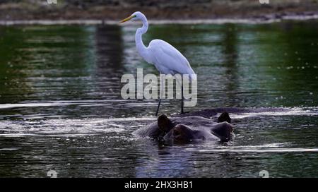 Afrikanische Vögel können atemberaubende Farben sein und die Geräusche des Vogelgezwitschers sind unglaublich Stockfoto