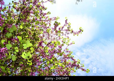 Lila Frühlingsblume. Judas Blumenbaum oder Cercis Canadensis.Frühlingsbaum mit rosa Blüten. Zweig von rosa roten Blüten. Stockfoto