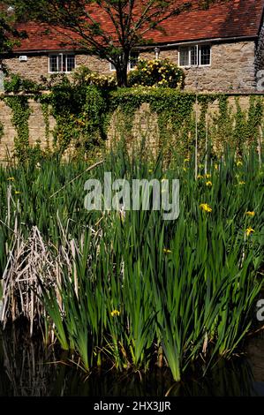 Binsen und Wassereirisen gedeihen im Dorfteich von Appleton, Oxfordshire, England, vor dem Hintergrund gelber Rosen, die die Steinmauern des Pond Farmhouse, das Anfang 1700s erbaut wurde, erklimmen. Stockfoto