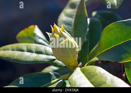 Rhododendron-Knospen beginnen im späten Winter zu wachsen, in Erwartung eines frühen Frühlings -05 Stockfoto