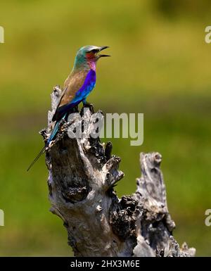 Afrikanische Vögel können atemberaubende Farben sein und die Geräusche des Vogelgezwitschers sind unglaublich Stockfoto