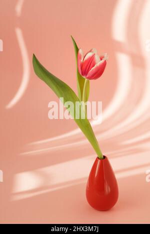 Einzelne rote Tulpe mit Schatten von Vorhängen auf rosa Hintergrund Stockfoto