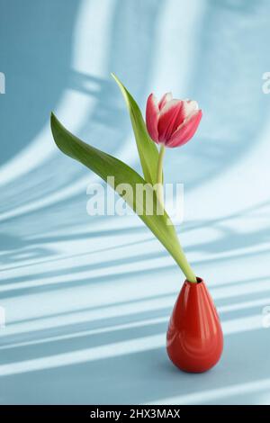 Einzelne rote Tulpe mit Schatten von Vorhängen auf blauem Hintergrund Stockfoto
