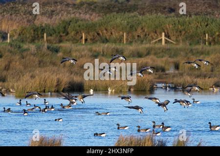 Brent Goose (Branta bernicla) Flock Landung zu anderen schwimmen auf einer Brackwasser-Lagune, Lymington und Keyhaven Marshes Nature Reserve, Hampshi Stockfoto