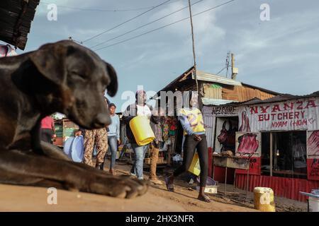 Junge Mädchen auf dem Weg zum Wasserholen laufen in den Slums von Kibera, Nairobi, an einem schlafenden streunenden Hund vorbei. Stockfoto