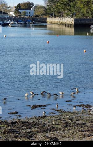 Schwarzschwanzgodwit (Limosa limosa) und Dunlin (Calidris alpina) füttern sich auf Wattflächen, die von einer fallenden Flut freigelegt wurden, Keyhaven Harbor, Hampshire, Großbritannien, Novem Stockfoto