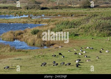 Coot (Fulica atra) und Eurasischer Kerker (Anas penelope) grasen an einem Sumpfbecken, Lymington und Keyhaven Marshes Nature Reserve, Großbritannien. Stockfoto