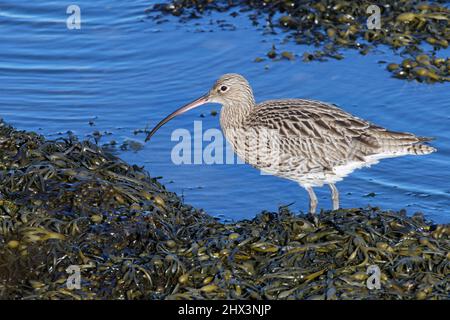 Eurasische Curlew (Numenius arquata), Erwachsene, die am Gezeitenrand unter Algen, dem Lymington and Keyhaven Marshes Nature Reserve, Hampshire, Großbritannien, im Dezember, Nahrungssuche Unternehmen. Stockfoto