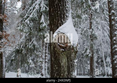 Ein schöner Baum an einem kalten und verschneiten Wintertag Stockfoto