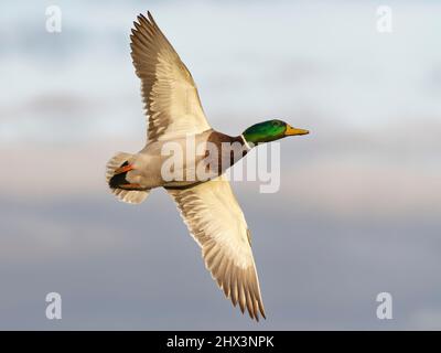 Mallard (Anas platyrhynchos) drake fliegt in der Abenddämmerung zum Schlafplatz, Gloucestershire, Großbritannien, November. Stockfoto