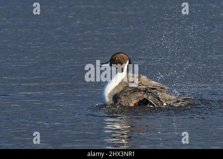 Nördliche Pintail (Anas acuta) drake beim Baden in einem flachen See, Gloucestershire, Großbritannien, November. Stockfoto