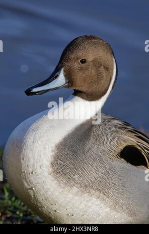 Nördliche Pintail (Anas acuta) drake Kopf aus nächster Nähe, wie es am Rande eines flachen Sees steht, Gloucestershire, Großbritannien, November. Stockfoto