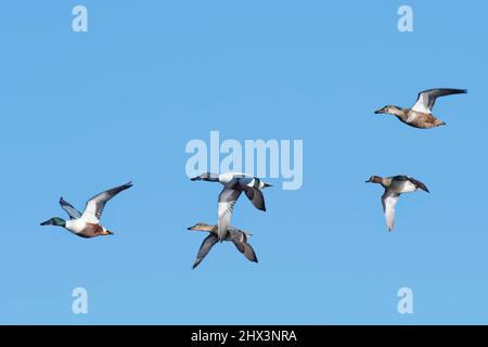 Nördliche Schaufelgruppe (Anas clypeata) und eine gewöhnliche Entenschnecke (Anas crecca) im Flug über dem Flugplatz, Lymington und Keyhaven Marshes Nature Reserve, Hampshire Stockfoto