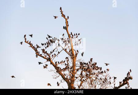 Starling (Sturnus vulgaris), der in der Abenddämmerung auf einem toten Baum auf einem Vorrost landet, Westhay, Somerset, Großbritannien, Januar. Stockfoto
