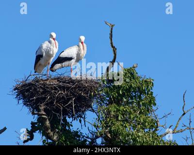 Weißstorch (Ciconia ciconia) brütet sich im Spätwinter auf ihrem Nest in einer Eiche, Knepp-Anwesen, Sussex, Großbritannien, Februar. Stockfoto