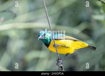 Porträt eines Kolonnenvogels, Hedydipna collaris, ruhend auf einem Stahlseil. Der unscharfe Hintergrund ist grün gefärbt. Hochwertige Fotos Stockfoto