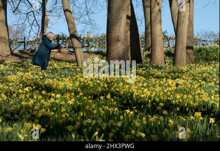 Im Warley Place Warley Nature Reserve in Essex blühende Frühlingsblumen, darunter ein Meer von tausenden Narzissen Stockfoto