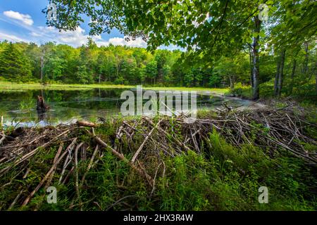Ein nordamerikanischer Biberdamm, der an einem kleinen Bach in den Pocono Mountains in Pennsylvania errichtet wurde Stockfoto