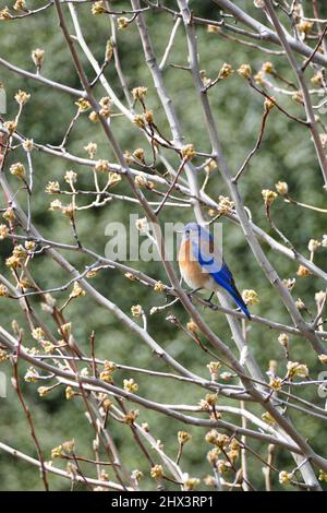 Ein westlicher Bluebird (Sialia mexicana), eine kleine nordamerikanische Drossel, in Südkalifornien. Stockfoto