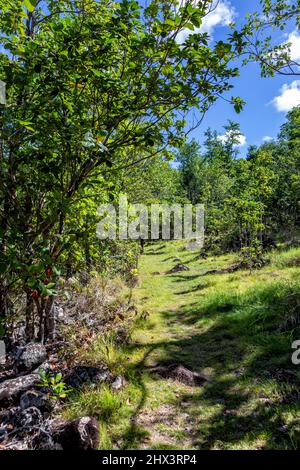 Wanderweg „Trace Jaune“, Terre-de-Bas, Iles des Saintes, Les Saintes, Guadeloupe, Kleinere Antillen, Karibik. Stockfoto