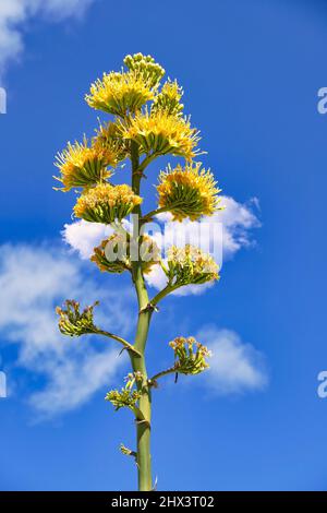 Leuchtend gelbe Blüten der Wüstenagave, auch Mescal oder Century-Pflanze (Agave deserti) genannt, im Anza-Borrego Desert Park, Kalifornien, USA Stockfoto