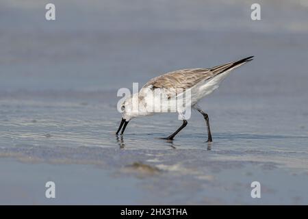 Sanderling Im Wintergefieder Stockfoto