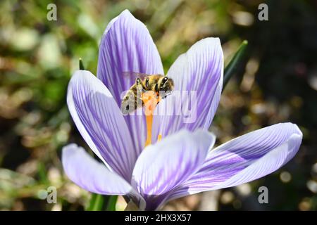 München, Deutschland. 09. März 2022. Eine Biene sitzt auf dem Stempel eines Krokus im Luitpold Park. Quelle: Katrin Requadt/dpa/Alamy Live News Stockfoto