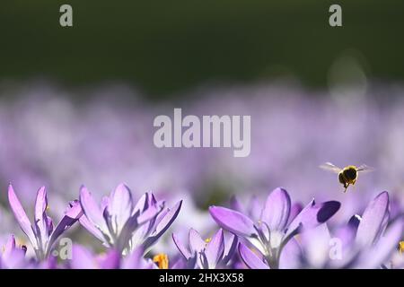 München, Deutschland. 09. März 2022. Eine Biene fliegt über blühende Krokusse im Luitpold Park. Quelle: Katrin Requadt/dpa/Alamy Live News Stockfoto