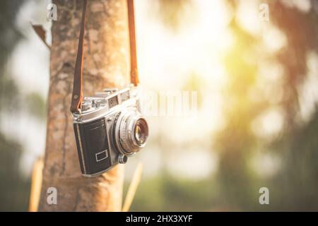 Vintage-Filmkamera, die an einem Baum im Wald hängt. Reisekonzept Stockfoto