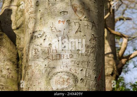 In Baumstamm am Virginia Water Lake, Windsor Great Park, Surrey, geschnitzte Initialen für Liebende, März 2022 Stockfoto