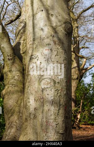 In Baumstamm am Virginia Water Lake, Windsor Great Park, Surrey, geschnitzte Initialen für Liebende, März 2022 Stockfoto