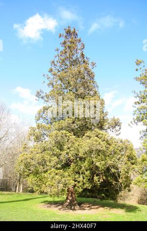 The Valley Gardens, Windsor Great Park, Virginia Water, Surrey, März 2022 Stockfoto