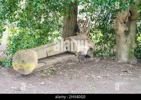 Eine Bank aus einem Baumstamm in Windsor Great Park, Virginia Water, Surrey, England, UK 2022 Stockfoto