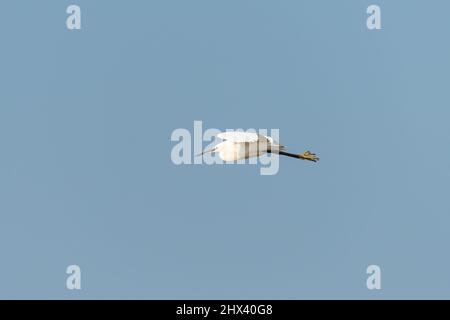Ein kleiner Reiher im Flug blauer Himmel, sonniger Tag im Sommer Stockfoto