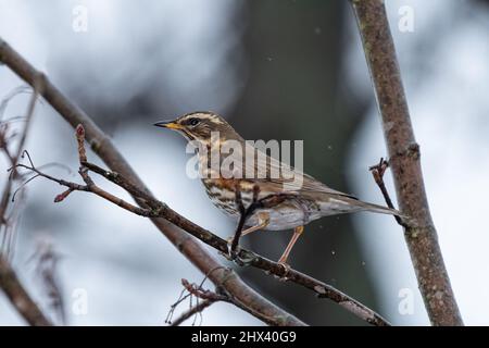 Ein Rotflügel sitzt auf einem kleinen Ast, wolkiger Tag im Winter Stockfoto