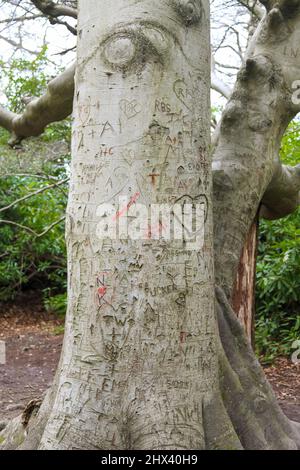 In Baumstamm am Virginia Water Lake, Windsor Great Park, Surrey, geschnitzte Initialen für Liebende, März 2022 Stockfoto