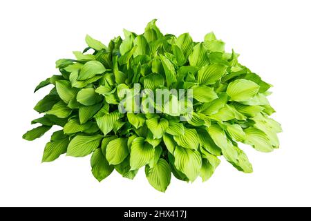 Grüner Busch mit großen Blättern isoliert auf weißem Hintergrund Stockfoto