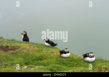 Atlantischer Papageientaucher (Fratercula arctica), Mykines Island, Färöer-Inseln, Dänemark. Stockfoto