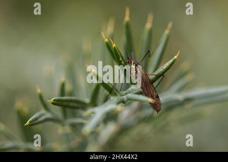 Kranfliege ist ein häufiger Name, der sich auf jedes Mitglied der Insektenfamilie Tipulidids bezieht. Stockfoto