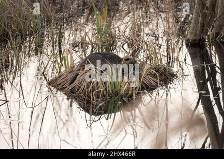 Nutria ruht auf dem kleinen Fleck Land, bedeckt mit Gras in der Mitte des abgelegenen Teiches, versuchen, sich vor der Aussicht zu verstecken Stockfoto