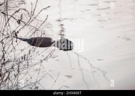 Wilde Nutria, die bei Sonnenuntergang im Teich schwimmt, sich durch das aquatische Laub bewegt und den Schutz sucht Stockfoto