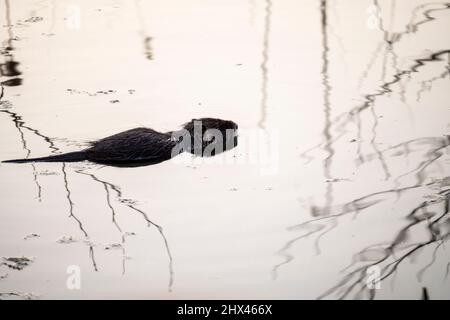 Wilde Nutria, die bei Sonnenuntergang im Teich schwimmt, sich durch das aquatische Laub bewegt und den Schutz sucht Stockfoto